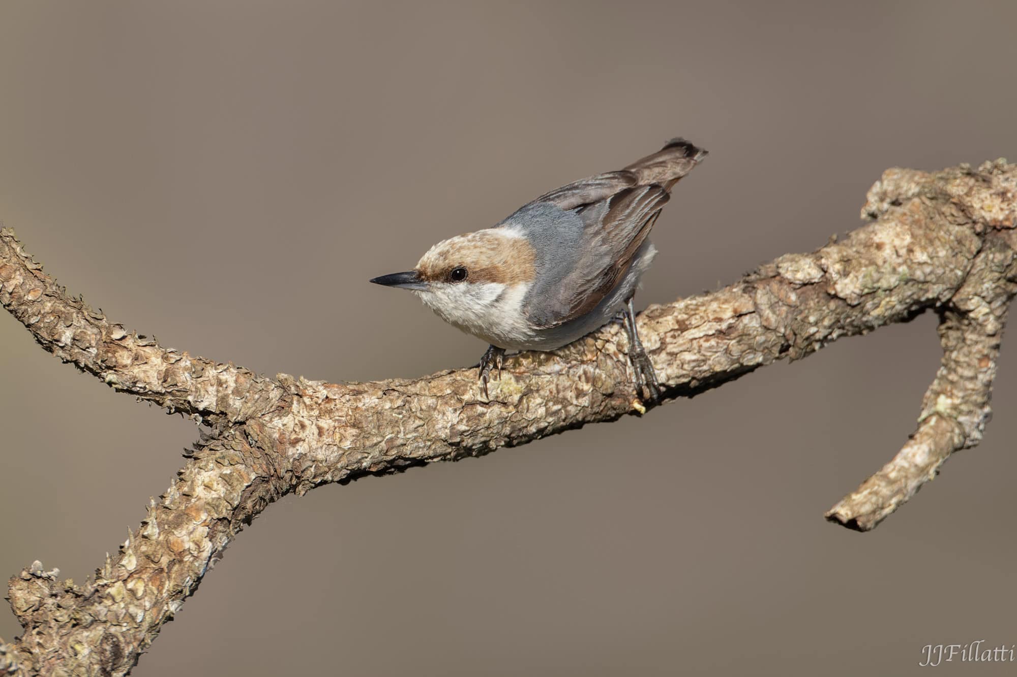 bird of florida image 32